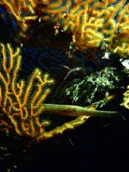 Trumpetfish waiting in a gorgonion ambush, Saipan, N. Mar... by Marlo Sarmiento 